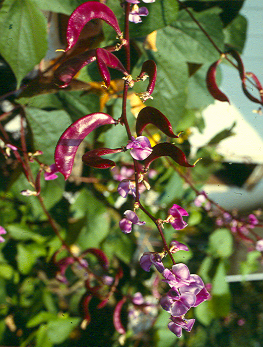 hyacinth bean